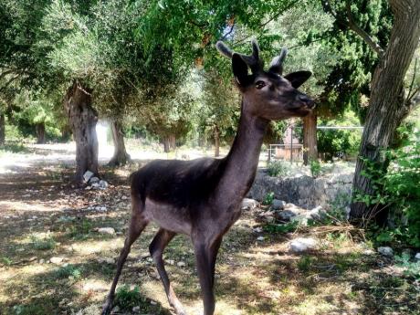 June 2013 - Badija Island near Korcula Croatia