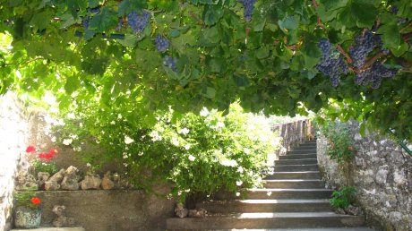 Grape vine shade Island of Korcula Croatia