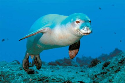 Mediterranean Monk Seal