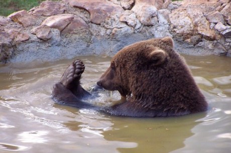 Brown Bear Kuterevo Bear Refuge