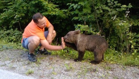 Hungry bear cub outside village of Kuterevo to  find a home as the Bear Rescue