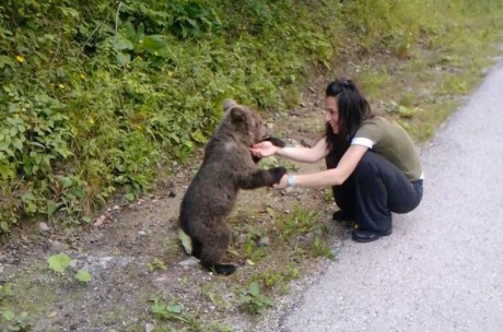 Bear cub found outside the village of Kuterevo looking for food and mother