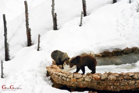 In winter, before they go away to sleep - checking the frozen pond at Kuterevo Bear Rescue